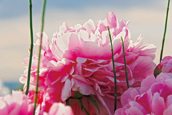 設計家,searchome,